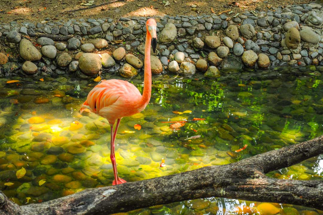 Flamingo Hotel del Parque