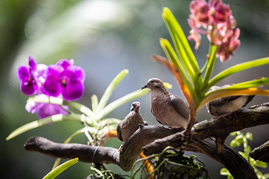 Hotel del Parque Nature